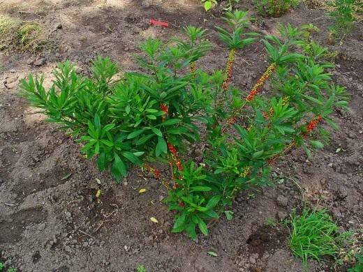 Волчеягодник обыкновенный (Daphne mezereum)