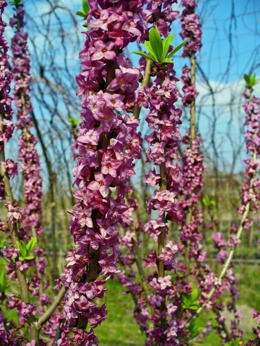 Волчеягодник обыкновенный (Daphne mezereum)