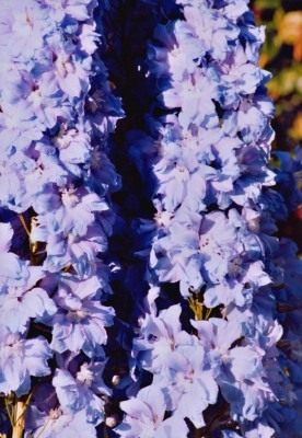 Дельфиниум (Delphinium) Дельфиниум (Delphinium)