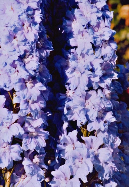 Дельфиниум (Delphinium)