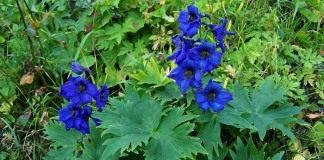 Дельфиниум (Delphinium)