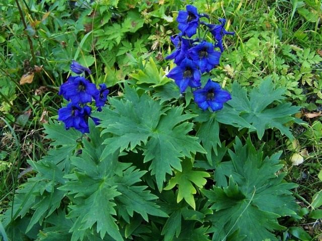 Дельфиниум (Delphinium) Дельфиниум (Delphinium)