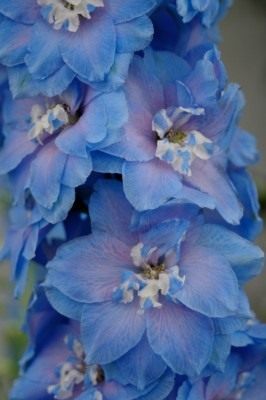 Дельфиниум (Delphinium) Дельфиниум (Delphinium)