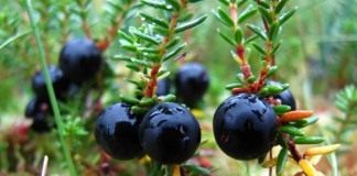 Водяника чёрная, или черноплодная, или шикша (Empetrum nigrum)