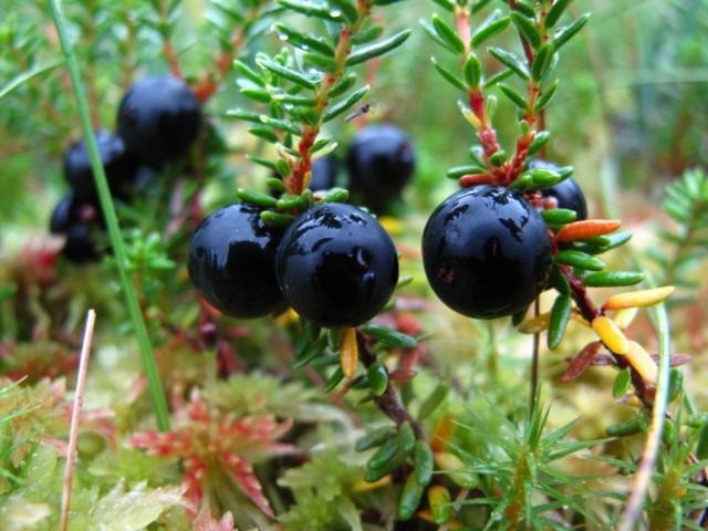 Водяника чёрная, или черноплодная, или шикша (Empetrum nigrum) Водяника чёрная, или черноплодная, или шикша (Empetrum nigrum)