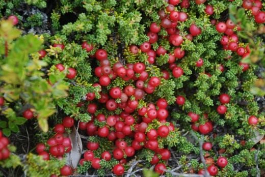 Водяника красная (Empetrum rubrum) Водяника красная (Empetrum rubrum)
