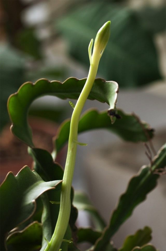 Стрелка цветонос эпифиллума