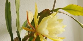 Эпифиллум (Epiphyllum)