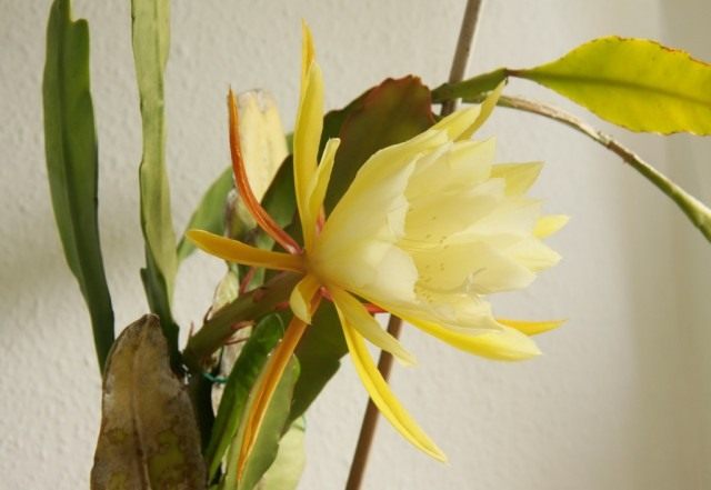 Эпифиллум (Epiphyllum) Эпифиллум (Epiphyllum)