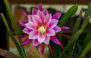 Эпифиллум (Epiphyllum) Эпифиллум (Epiphyllum)