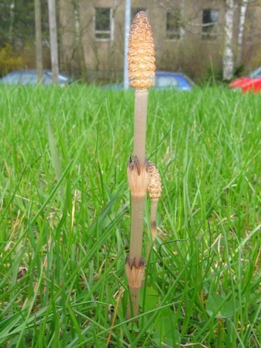 Хвощ полевой (Equisetum arvense) Хвощ полевой (Equisetum arvense)