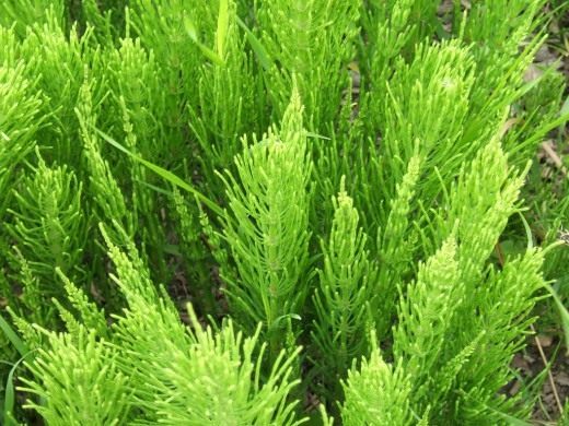 Хвощ полевой (Equisetum arvense) Хвощ полевой (Equisetum arvense)