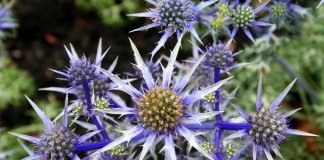 Синеголовник Бурта (Eryngium bourgatii), сорт "Picos Blue"