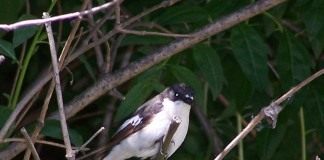 Мухоловка-пеструшка - Животные Мухоловка-пеструшка (Ficedula hypoleuca)