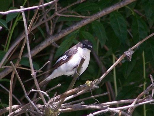 European pied flycatcher
