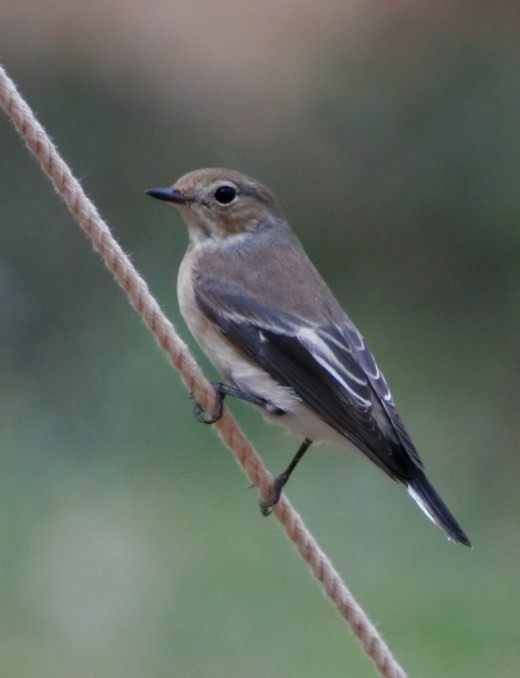 European pied flycatcher