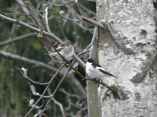 Мухоловка-пеструшка (Ficedula hypoleuca) Мухоловка-пеструшка (Ficedula hypoleuca)
