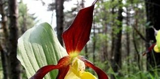 Венерин башмачок (Cypripedium calceolus)