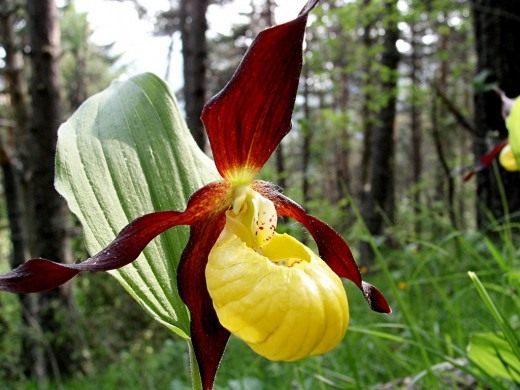 Ladys-slipper-orchid-520x390.jpg