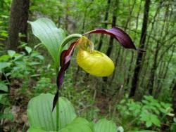 Венерин башмачок (Cypripedium calceolus) Венерин башмачок (Cypripedium calceolus)