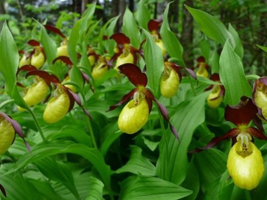 Венерин башмачок (Cypripedium calceolus) Венерин башмачок (Cypripedium calceolus)