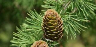 Лиственница (Larix)