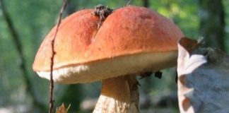 Подосиновик красный (Leccinum aurantiacum)