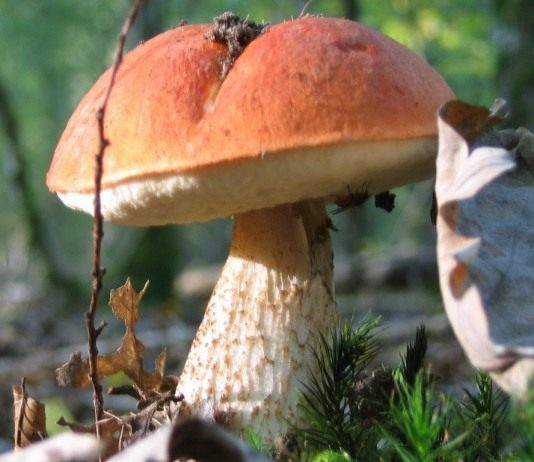 Подосиновик красный (Leccinum aurantiacum)