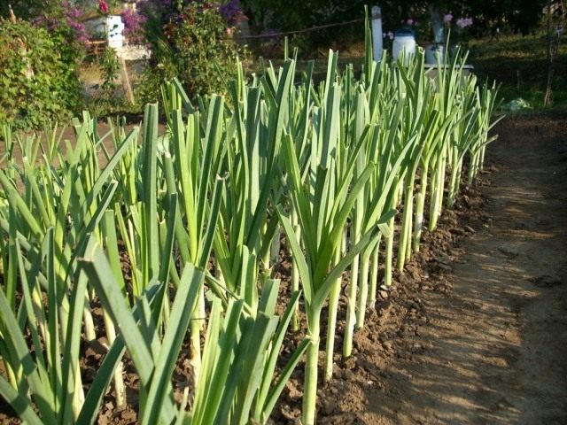 Лук-порей (Allium porrum) Лук-порей (Allium porrum)