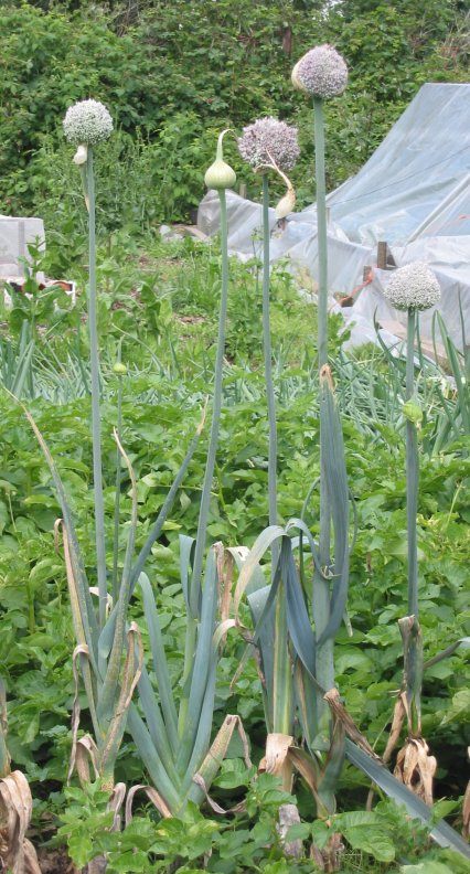 Leek
