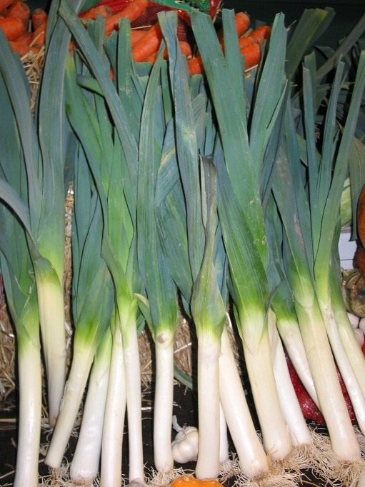 Лук-порей (Allium porrum) Лук-порей (Allium porrum)