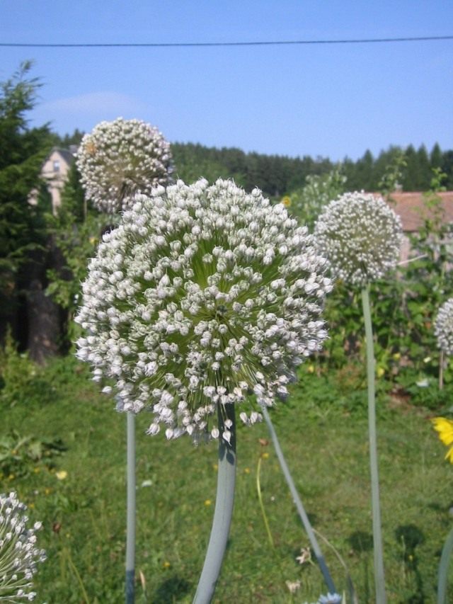 Лук-порей (Allium porrum) Соцветия лука-порея