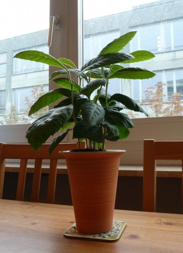 Эриоботрия японская, или Мушмула японская, или Локва, или Шeсек (Eriobotrya japonica) Эриоботрия японская, или Мушмула японская, или Локва, или Шeсек (Eriobotrya japonica)