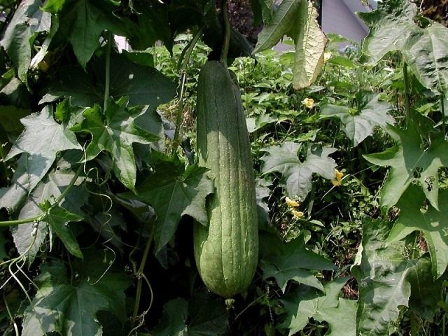Люффа египетская Люффа египетская