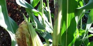 Кукуруза (Zea mays)