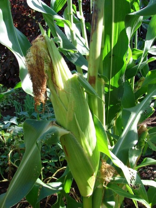 Maize