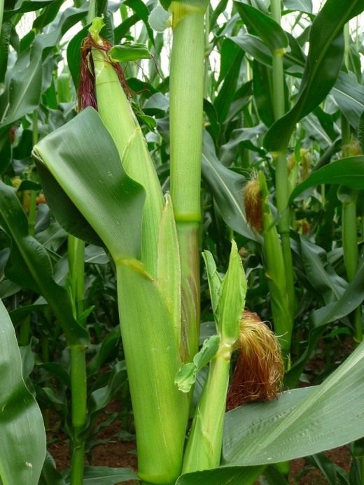 Maize