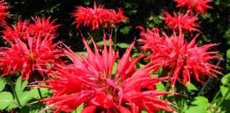 Монарда двойчатая (Monarda didyma)
