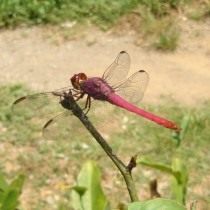 Стрекоза (Odonata) Стрекоза (Odonata)