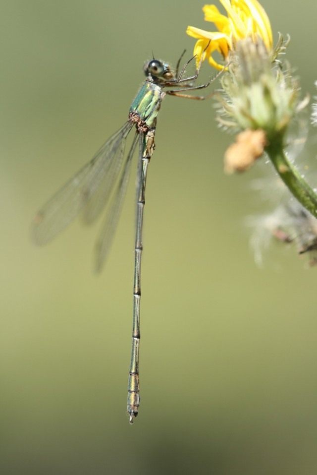 Стрекоза (Odonata) Стрекоза (Odonata)