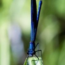 Стрекоза (Odonata) Стрекоза (Odonata)