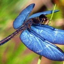 Стрекоза (Odonata) Стрекоза (Odonata)
