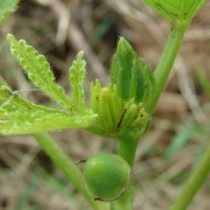 Бамия (Abelmoschus esculentus) Бамия (Abelmoschus esculentus)