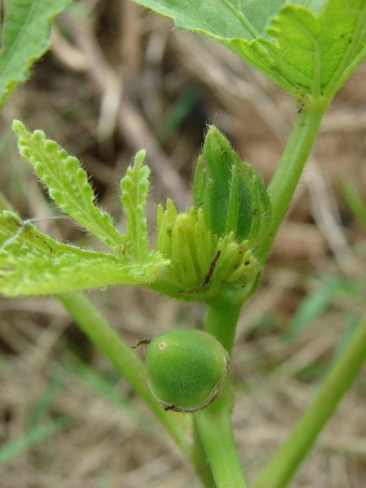 Okra