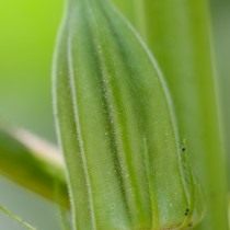Бамия (Abelmoschus esculentus) Бамия (Abelmoschus esculentus)
