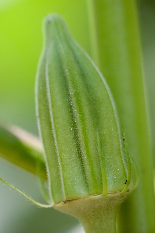 Okra Бамия (Abelmoschus esculentus)