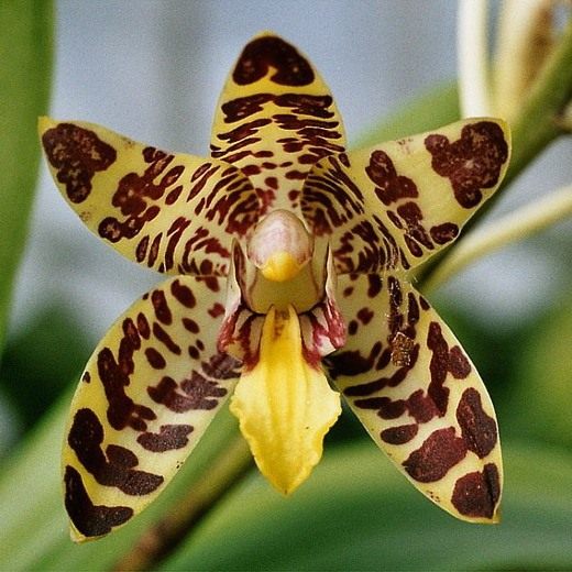 Орхидеи (Orchidaceae)