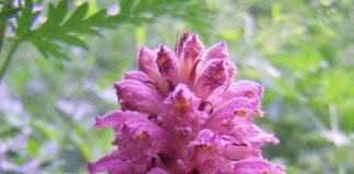Заразиха эльзасская (Orobanche alsatica var. libanotidis)