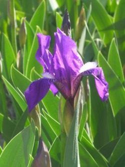 Ирис (Iris)