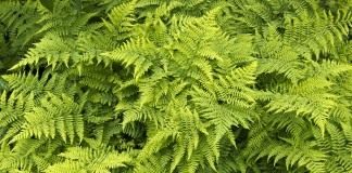 Орляк обыкновенный (Pteridium aquilinum)